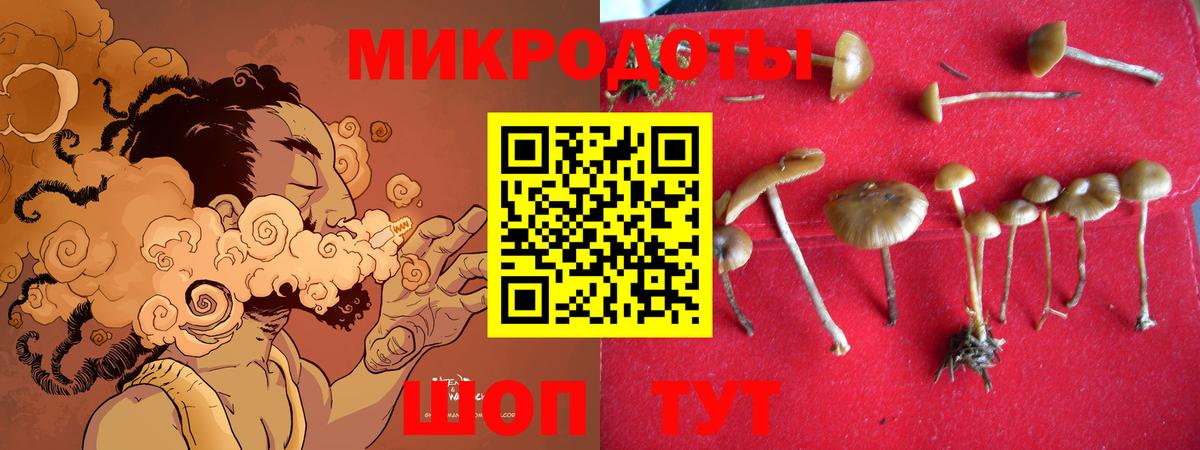 Псилоцибиновые грибы Cubensis Котовск